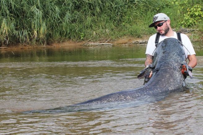 Der Wels in der Loire, ein ernsthafter Kämpfer, der sich nicht unterkriegen lässt! Die Loire-Welse nutzen die Strömung, um Ihnen die Arbeit zu erschweren.