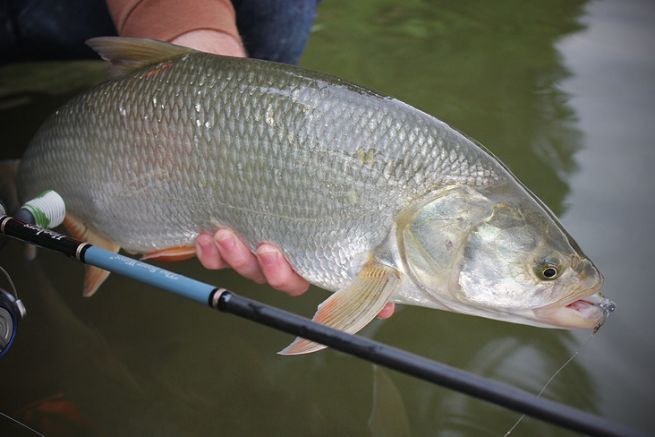 Rapfenangeln in der Loire, 5 Kriterien für die richtige Wahl der Köder in Bezug auf den Fischfang ist die Regel