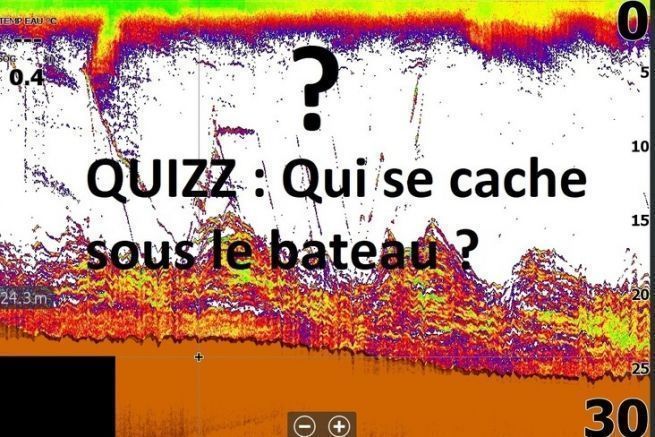 Fischfinder-Quiz: Welche Fische verbergen sich hinter diesen Screenshots?