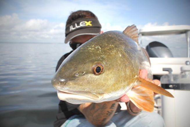 Red Fish oder Red Drum, Florida.