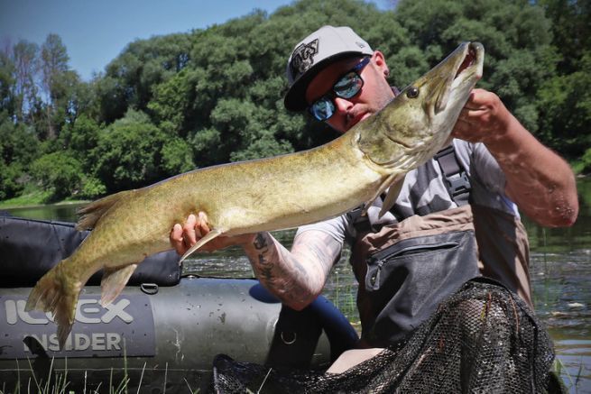 Fang eines Maskinong whrend einer Float Tube Session, Quebec.