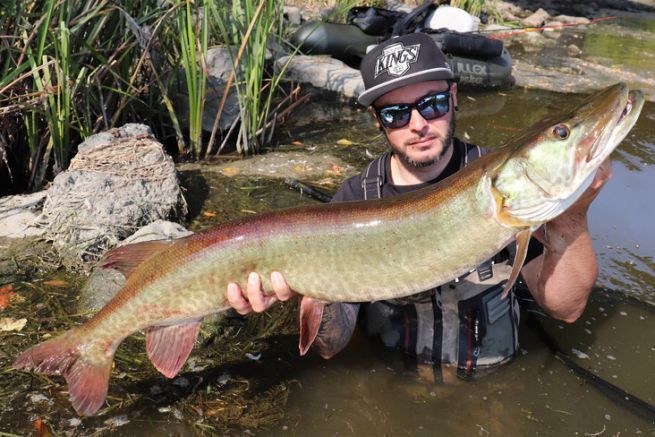 Glidebaits sind sehr effektiv bei Maskinong!