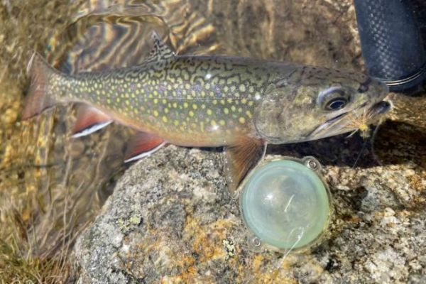 Das Buldo- und Fliegenbinden fr das Salmonidenfischen im See