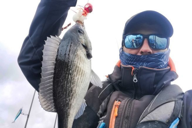 Wie fischt man vom Boot aus mit Ködern auf Seebrassen? Eine graue Brasse, die zwar nicht sehr groß ist, aber dem Angler Freude bereitet.