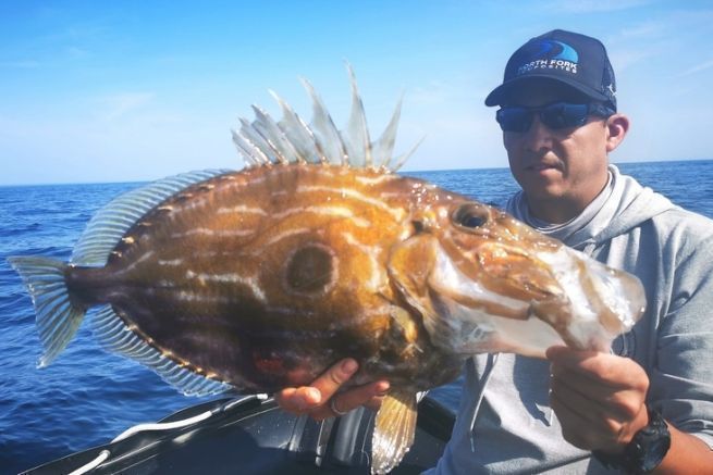 Der St. Pierre, ein geheimnisvoller Fisch, der bei Hochseefischern sehr beliebt ist