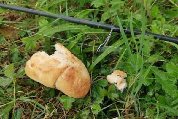 Karpfenangeln mit Brot an der Oberflche oder das Lob der Einfachheit!