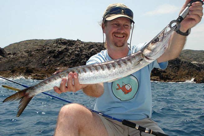 Europischer Barrakuda mit schwimmendem Fisch gefangen