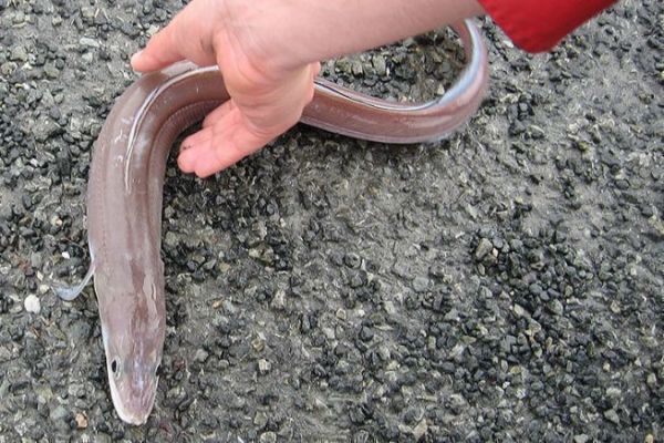 Der Meeraal, ein lauernder Raubfisch, der die Vorfächer fordert Der Meeraal