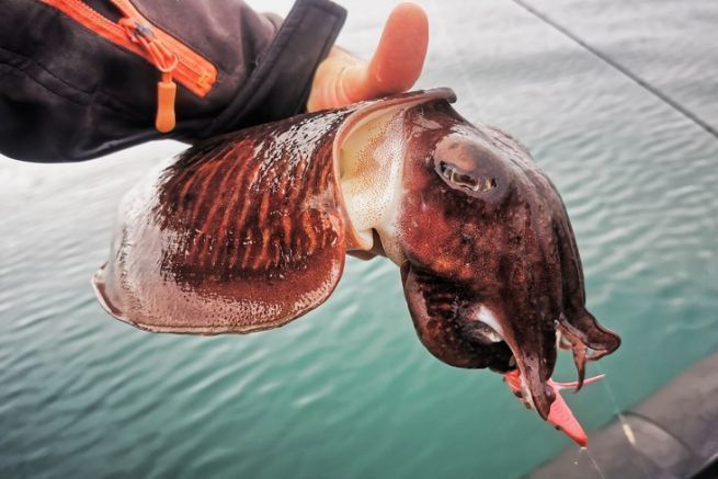 Welche Gebiete sollte man angeln, um vom Boot aus Tintenfische zu finden?
