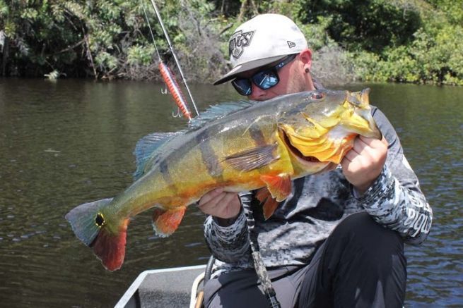 4 Spots, an denen man Peacock Bass in den Flssen des Amazonas finden kann