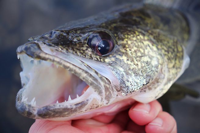 Vertikalangeln, der Vorteil, den Fisch am Ende der Schnur schnell zu erkennen