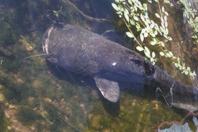 Im Winter vom Ufer aus mit Köderfisch auf Wels angeln, ja das ist möglich Nach Welsen suchen