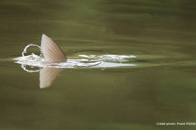 Ansatz zum Angeln der weißen Liebe, Karpfenangler auf fast vertrautem Terrain