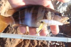 Die richtige Kombo zum Rockfishing auf Serran leicht auswählen Eine ultraleichte Combo ist ideal, um sich ein Gefühl und Spaß zu verschaffen