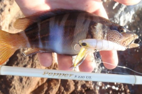 Die richtige Kombo zum Rockfishing auf Serran leicht auswhlen