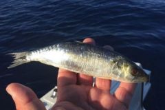 Wie ködert man auf See von einem Boot aus richtig, um erfolgreich zu fischen? Wie man im Meer angelt