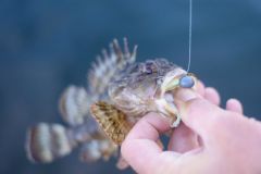 Rockfishing, wie man den Bleikopf je nach Situation richtig auswählt