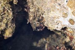 Die steinbrechende Krabbe