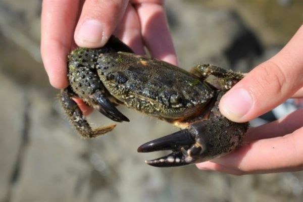 Warzenkrabbe, ein beliebter Kder fr Doraden und Brassen