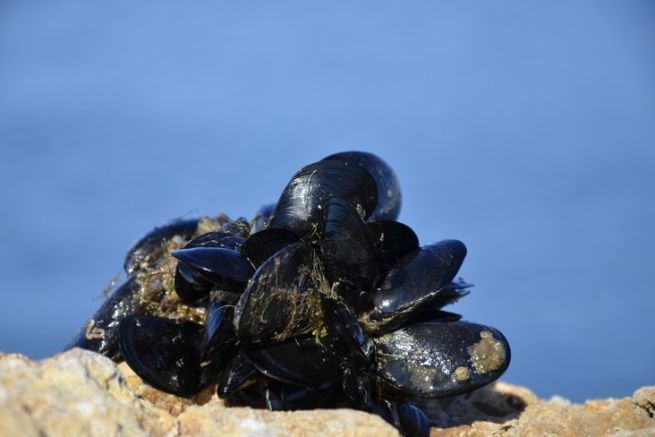Miesmuscheln als Köder für die Meeresfischerei, der viele Fische anlockt