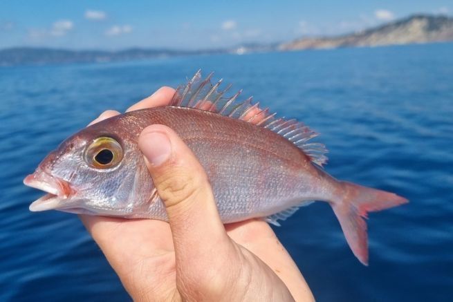 Pageot acarn, ein Fisch, den man bei Angeltouren zur Untersttzung antrifft