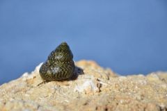 Bigorne, ein leicht zu beschaffender Köder zum Meeresangeln Ein leicht einzusammelnder Köder