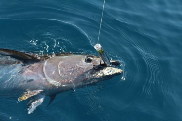 Fischen auf Blauflossenthunfisch, welche Knoten man machen und welche Ausrstung man haben sollte