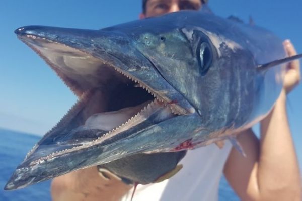 Wahoo-Angeln, verschiedene Montagen, um mit diesem Ruber umzugehen