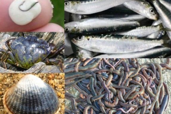 Angeln mit Ködern im Meer, eine große Vielfalt bietet sich Ihnen an