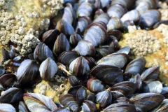 Muscheln, ein sicherer Wert