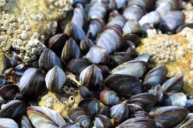 Muscheln als Köder für das Meeresangeln, die man auf keinen Fall vernachlässigen sollte
