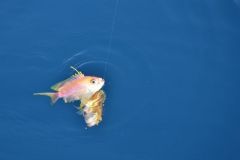 Der Barbierfisch, ein echter Aquarienfisch mit majestätischen Farben