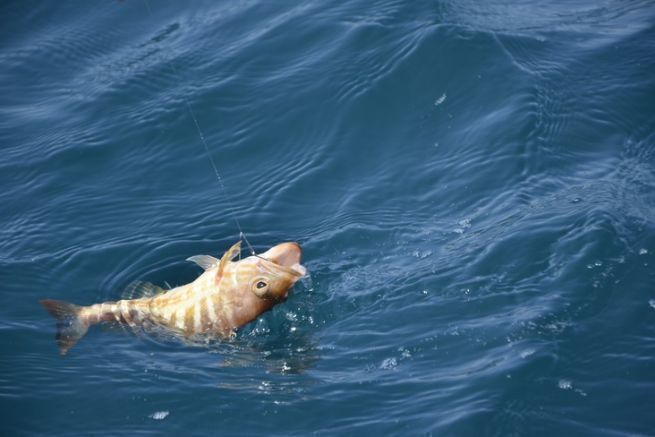 Besseres Angeln auf Steinfische im Mittelmeer vom Ufer aus