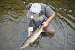 Der Atlantische Lachs - fr viele Angler eine mythische Spezies!