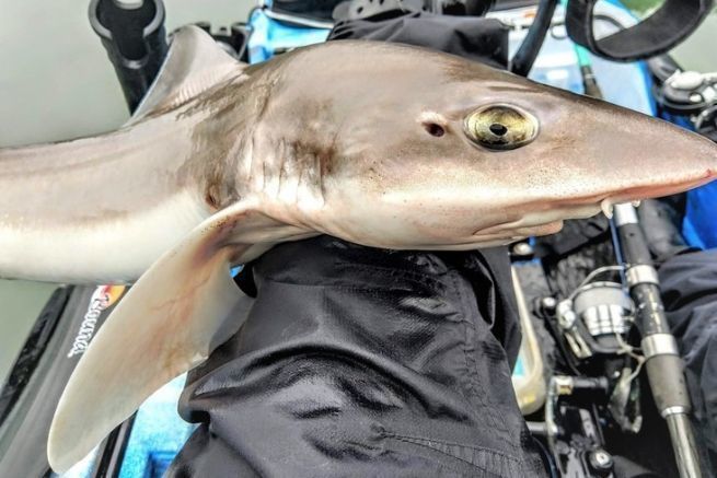 Emissolenfischerei in der Reede von Brest, Begegnung mit diesen Haien mit den gelben Augen