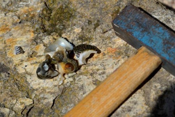 Die verschiedenen Arten, Muscheln beim Hochseeangeln zu schnappen