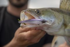 Ein neuer Köder geht an Land, der DEX Stunna Jerkbait von Berkley für die Suche nach Raubfischen Neu Dex Stunna