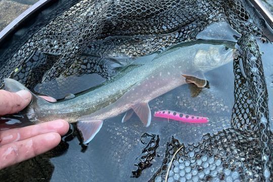 Der Seesaibling, Sitten und Ernhrung eines verkannten Salmoniden