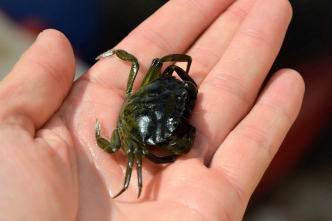 Die grne Krabbe - ein erstklassiger Kder mit vielen Qualitten fr das Angeln im Meer