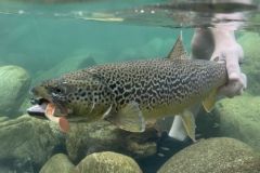 Weichköder sind im Sommer beim Angeln auf Marmorata unverzichtbar
