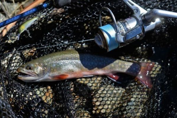 Salmoniden mit Kunstkdern angeln, die Kapazitt der Spule whlen