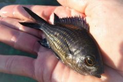 Die Kastagnetten, ein atypischer kleiner Fisch, der nicht immer von den Anglern gesucht wird Die Kastagnetten