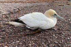 Die Basstölpel sind spektakulär beim Angeln zu beobachten.