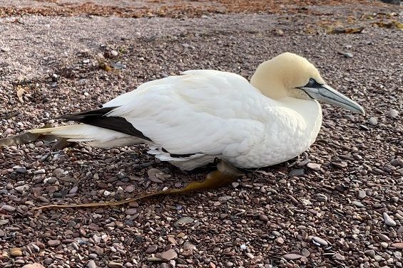 Angeln in der Gaspsie, einer wilden Region, in der man eine unvergessliche Tierwelt beobachten kann