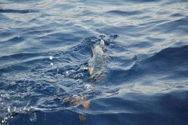 Pelagischer Fisch im Schlepptau