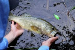 Batra-X, der multifunktionale Frosch, um sich an verschiedene Situationen anzupassen Schöner Blackbass auf einem Batra-X-Frog