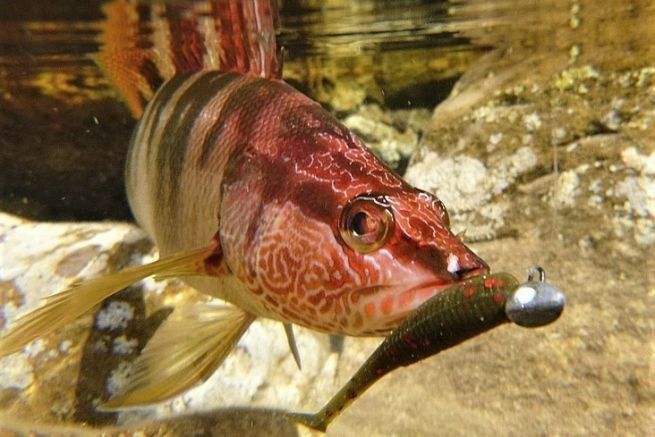 Angeln mit Rockfishing, verschiedene Arten von effektiven Ködern