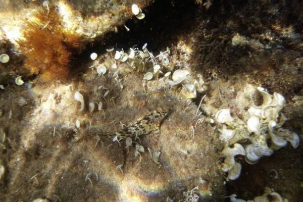 Der Palmicorny-Schleimfisch, ein scheuer, mit Schleim bedeckter Fisch