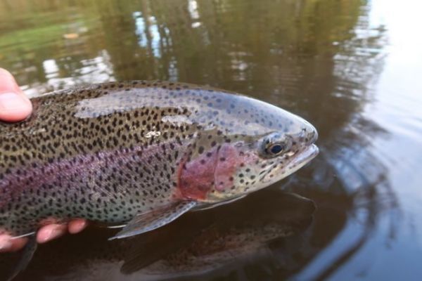 Ein schner Ausflug zum Fliegenfischen auf Forellen im Reservoir