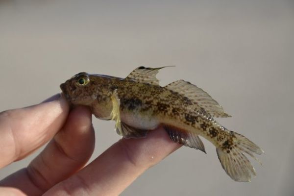Die Schwarzmundgrundel, ein Fisch, der auch Brackwasser schtzt